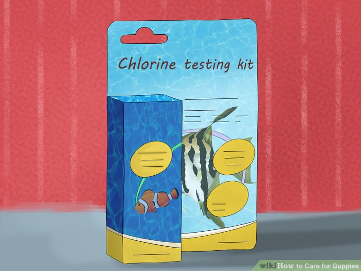Care for Guppies Step 2 Version 2.jpg