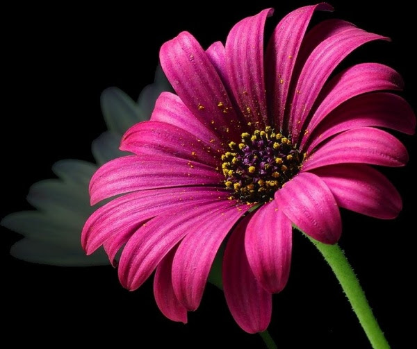 flowers of all kinds images i love all kinds of flowers HD ...