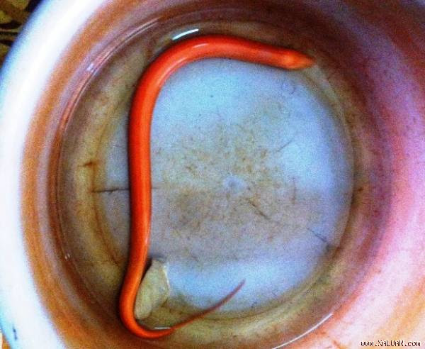  Con lươn lạ được cho là cực hiếm do anh Thảo sở hữu. Ảnh: Hiền Nguyễn.