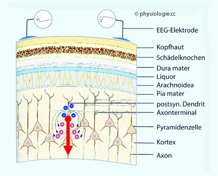 Physiologie: Nervenzellverbände und Kortex