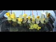 camera iphone 8 plus apk Physarum Music
