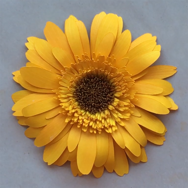 Download Gerbera Daisy, 5" Paper Flower Template for Cutting ...