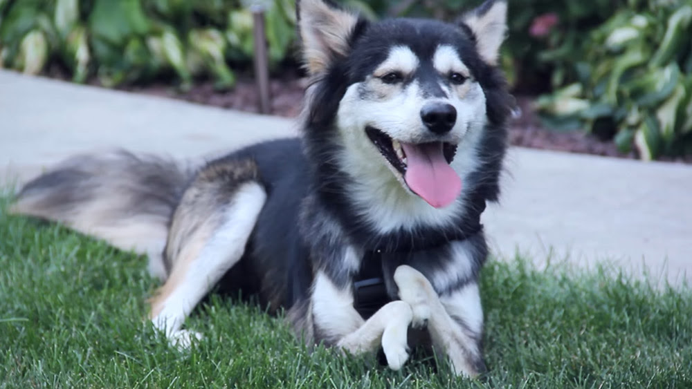 3ｄプリンターで義足が誕生 犬のダービー君が走ることの喜びを知った日