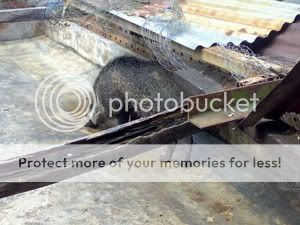 Photobucket - Video and Image Hosting