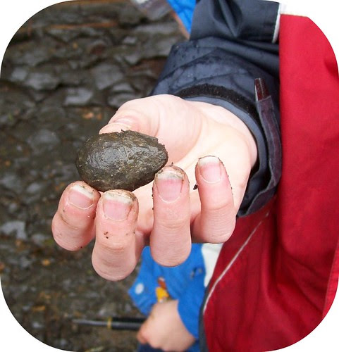 Fossil Hunt