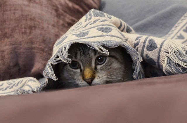 猫が粗相をしてしまう原因は？トイレでしない時の9つの対策法！