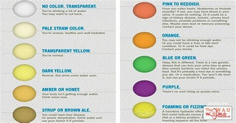  understanding the importance of urine color urology specialists of