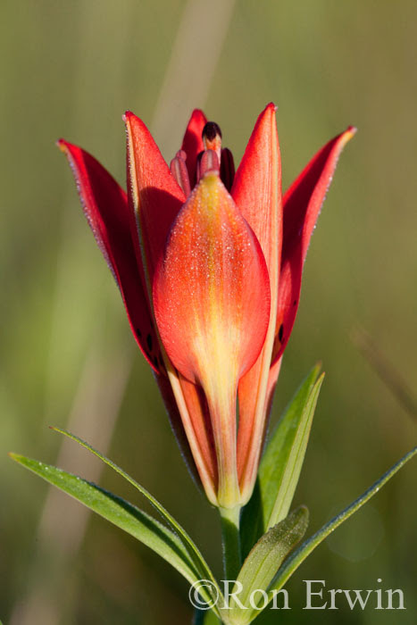 Wood Lily