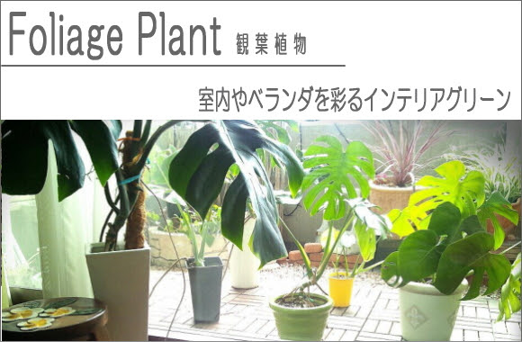 観葉植物からコバエわかない土 テーブルガーデニング カルセラshop