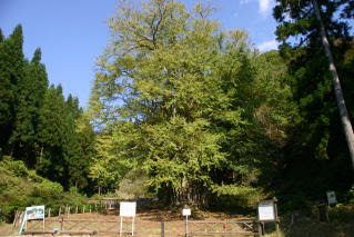 山と蝶と自然 関西百名山 東床尾山