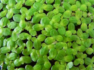 DIY High Protein Fish Food from Algae