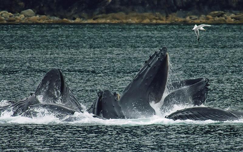 File:Whales Bubble Net Feeding-edit1.jpg