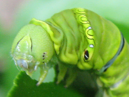アゲハ5齢幼虫ｷﾀ ﾟ ﾟ ぁぃの飼育ブログ