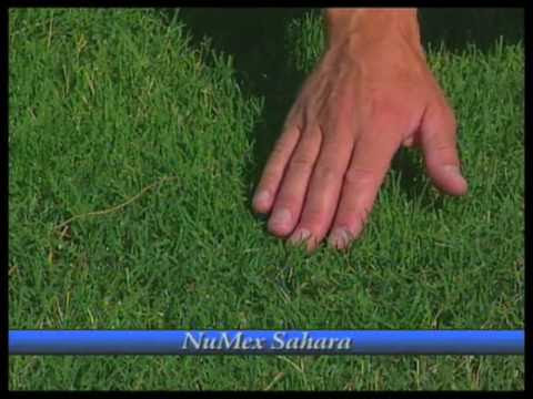 How To Grow Bermudagrass - YouTube