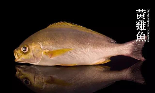 魚課堂 黃雞魚 一種來自南油的的深海魚 雪花新闻