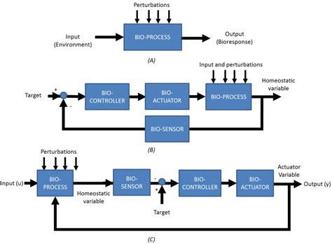 general block diagrams  biological processes  input output
