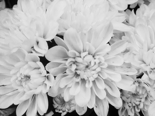 White Mum Flowers