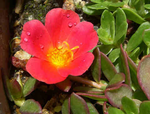 夏のもの16 42natu16 全部 和代が撮った写真です