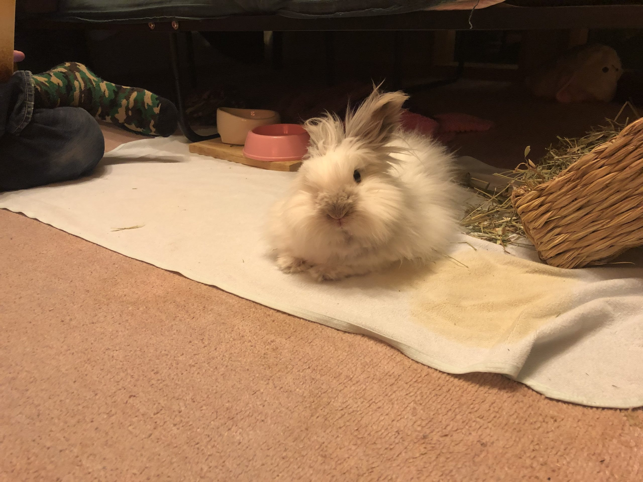 うさぎは本当に臭いのか その原因は 兎月メイのブログ