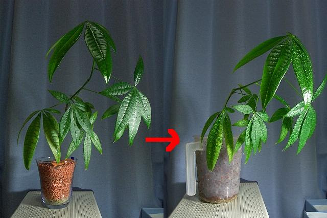 ハイドロカルチャーのパキラ 観葉植物 を植え替えした時のメモ ギター教則本は本当に効果があるのか実際に試してみるブログ