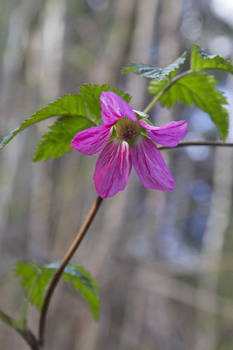pink star