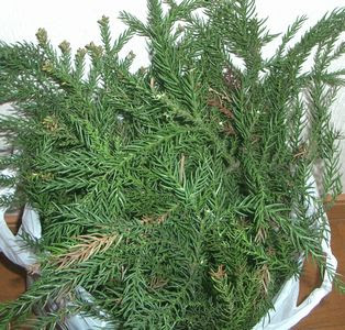 花粉症対策に杉茶作ってみました