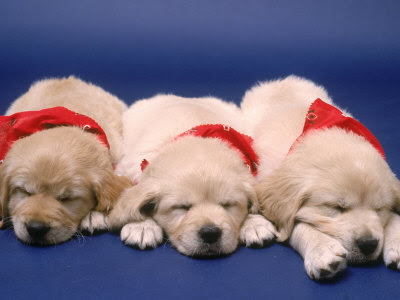 golden retriever pup. Three Golden Retriever Puppies