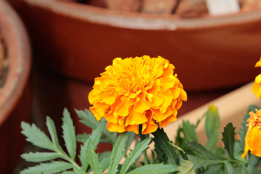 マリーゴールドの蕾に収納されている花びらがすごい Sierrarei Blog