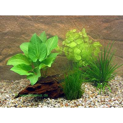 aquarium live plants mannerism