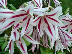 Lily Clusters