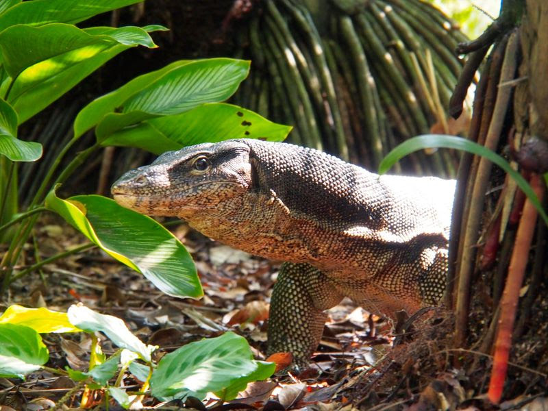 シンガポール初の世界遺産 ボタニック ガーデン は大都会のオアシス シンガポール Lineトラベルjp 旅行ガイド
