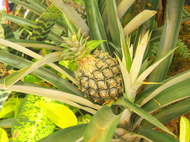 パイナップル花実散歩