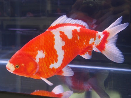 金魚カタログ 和金 ワキン