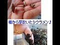 【印刷可能】 シクラメン 種まき 発芽 276851