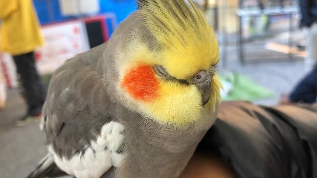 堀井動物園in新開地 オカメ コザクラインコ 神戸市 兵庫区 週末おでかけmap