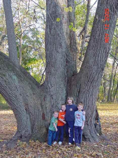 Basswood Amerika