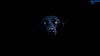 Black dog wallpaper 1600x900