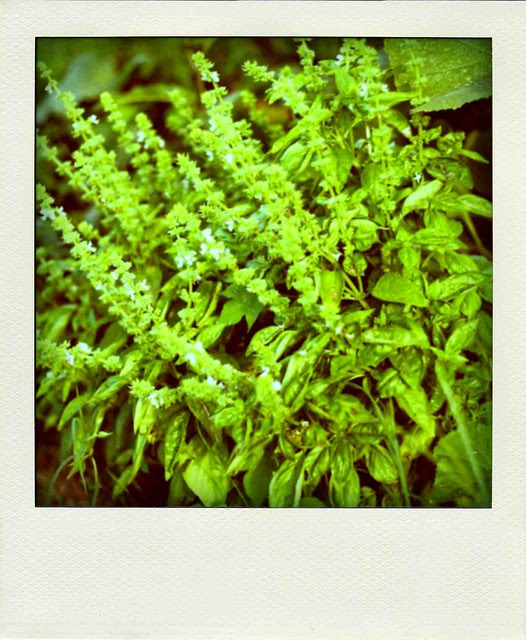 IMG_0386-pola