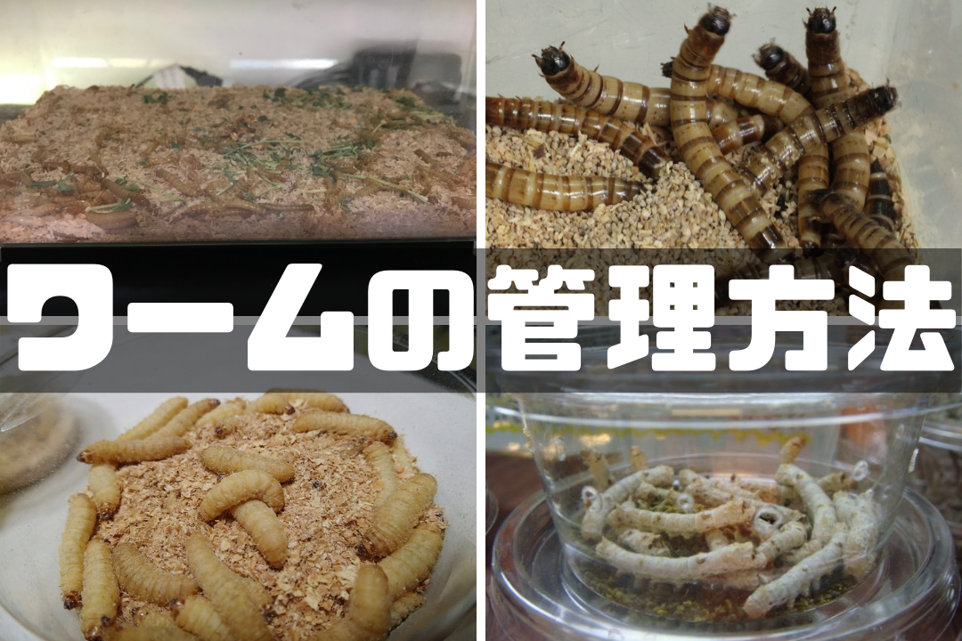 餌用ワームの管理 飼育 繁殖 方法について Shulog