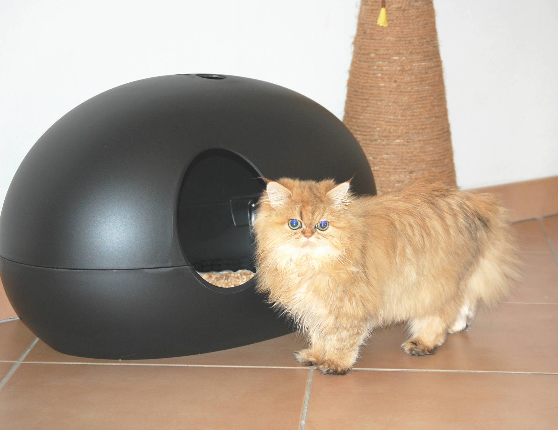 Review Poopoopeeedo Cat  Litter  Box  Meow Lifestyle