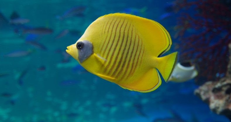 ゴールデンバタフライの飼育方法 混泳 餌 病気 性格 サンゴ マリンアクアリウム総合情報サイト