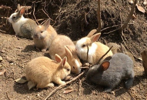 うさぎは人間の言葉が理解できるって本当 生き物navi