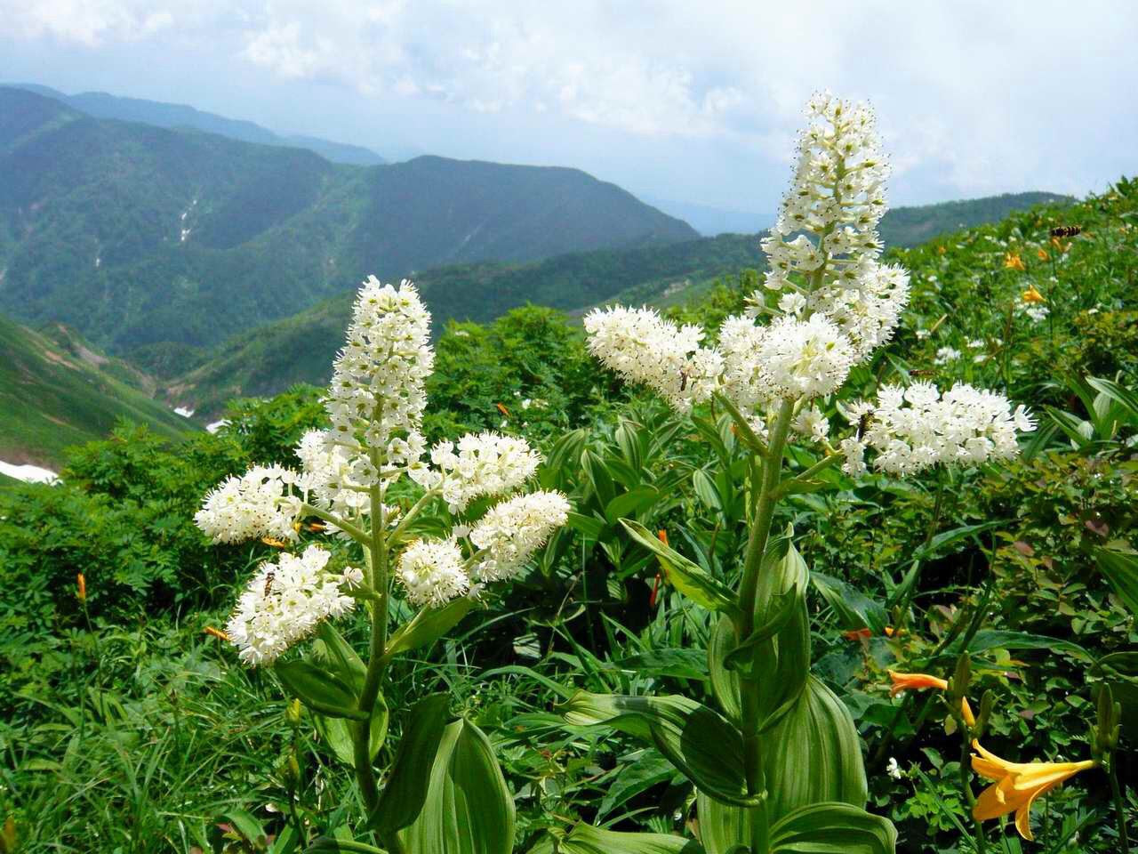 ７月１９日 コバイケイソウ 花の俳句
