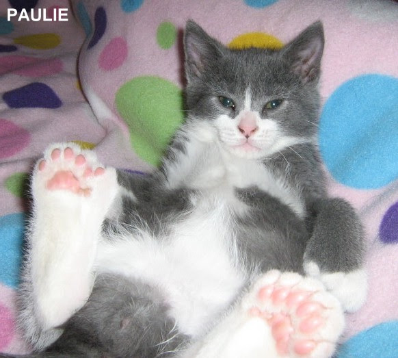 Polydactyl Cats