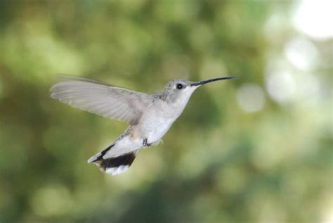 recipe  hummingbird food backyard food growing
