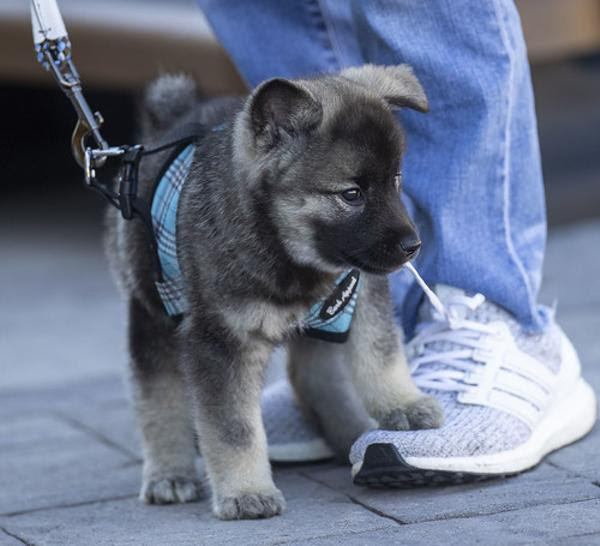 踏んだ自分のフンをそっとこすりつける 犬へのボケ ボケて Bokete
