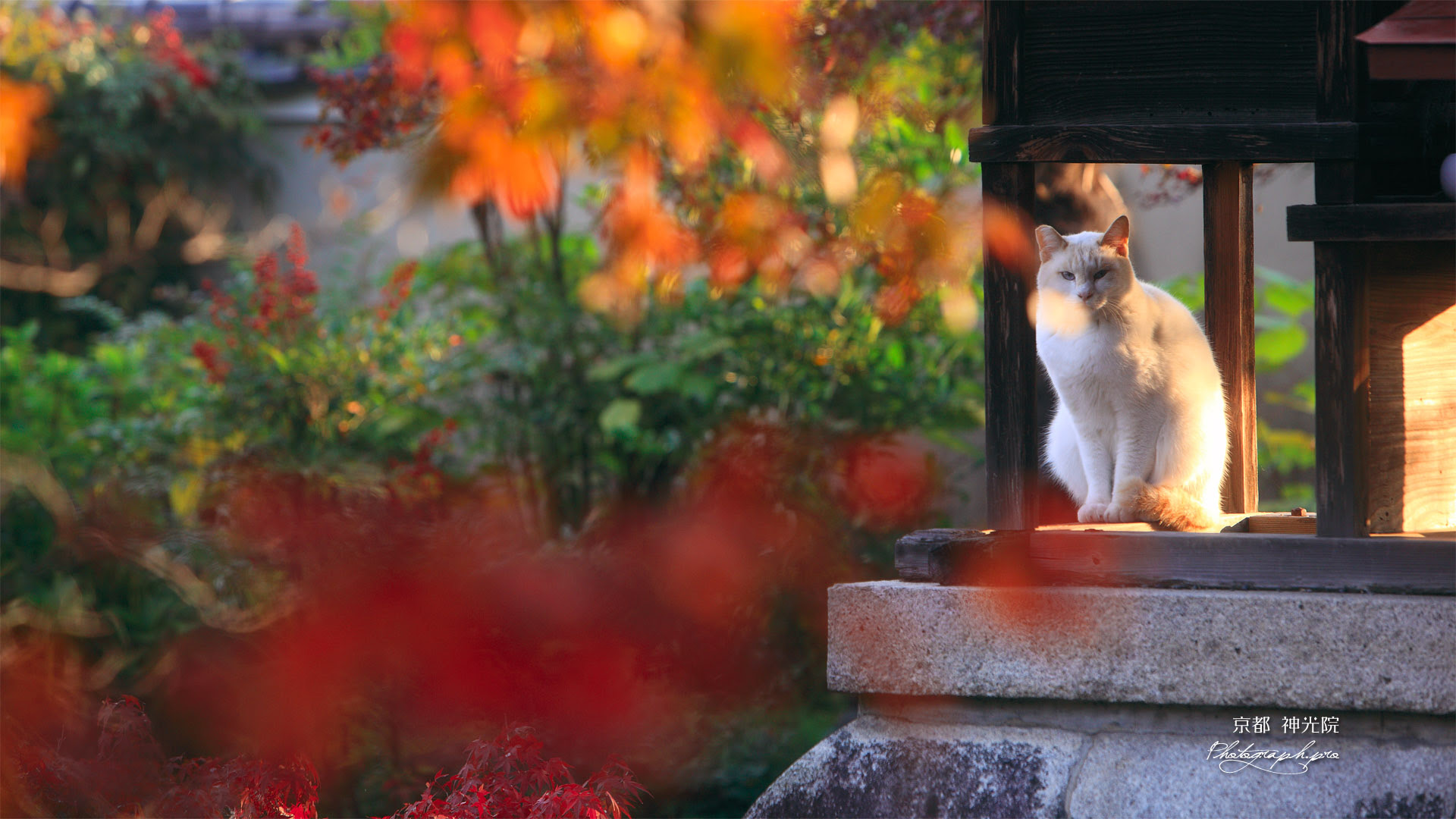 京都神光院 紅葉越しのネコ の壁紙 19x1080