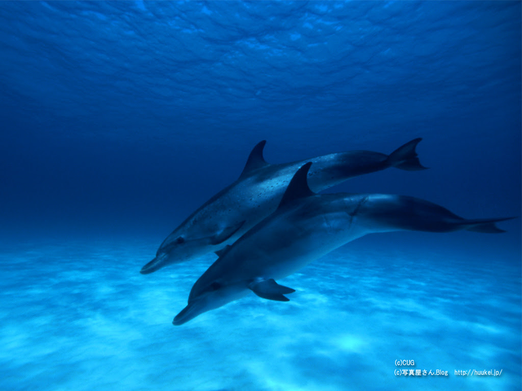 壁紙コーナー 動物編 風景写真販売と無料壁紙の あゆわら 世界遺産や海の景色など