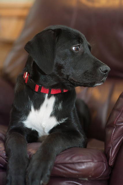 Sadie2 (1 of 1)