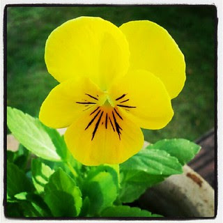 First #pansy #containergarden #deck #summer #igrewit #flower #yellow
